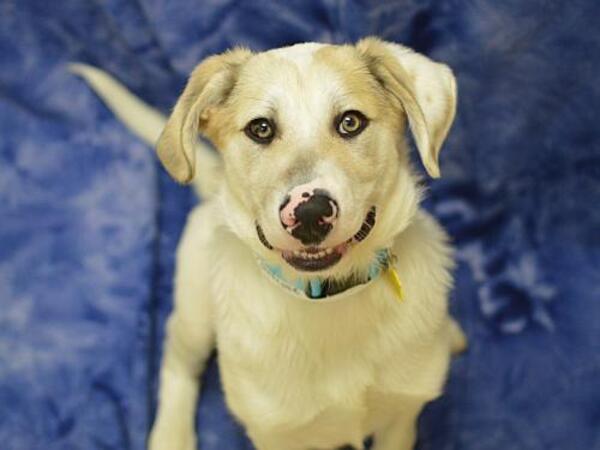 image of dog