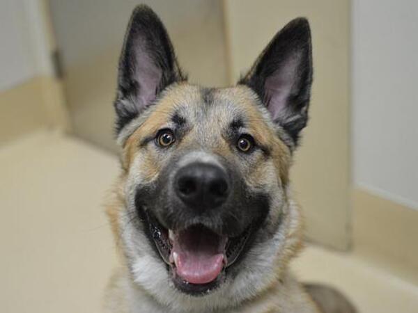 image of dog