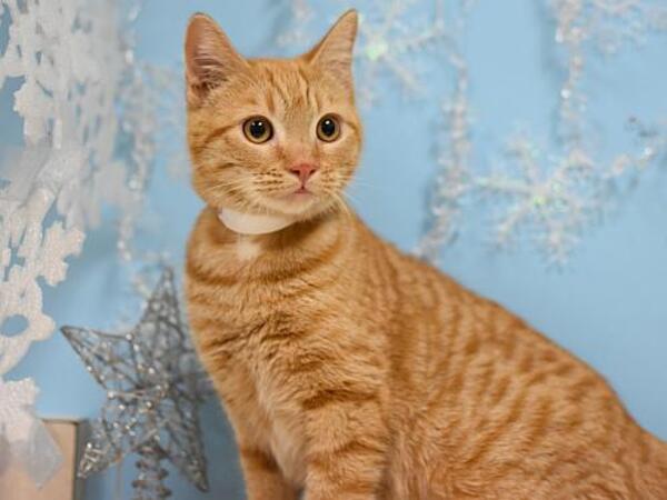 image of cat